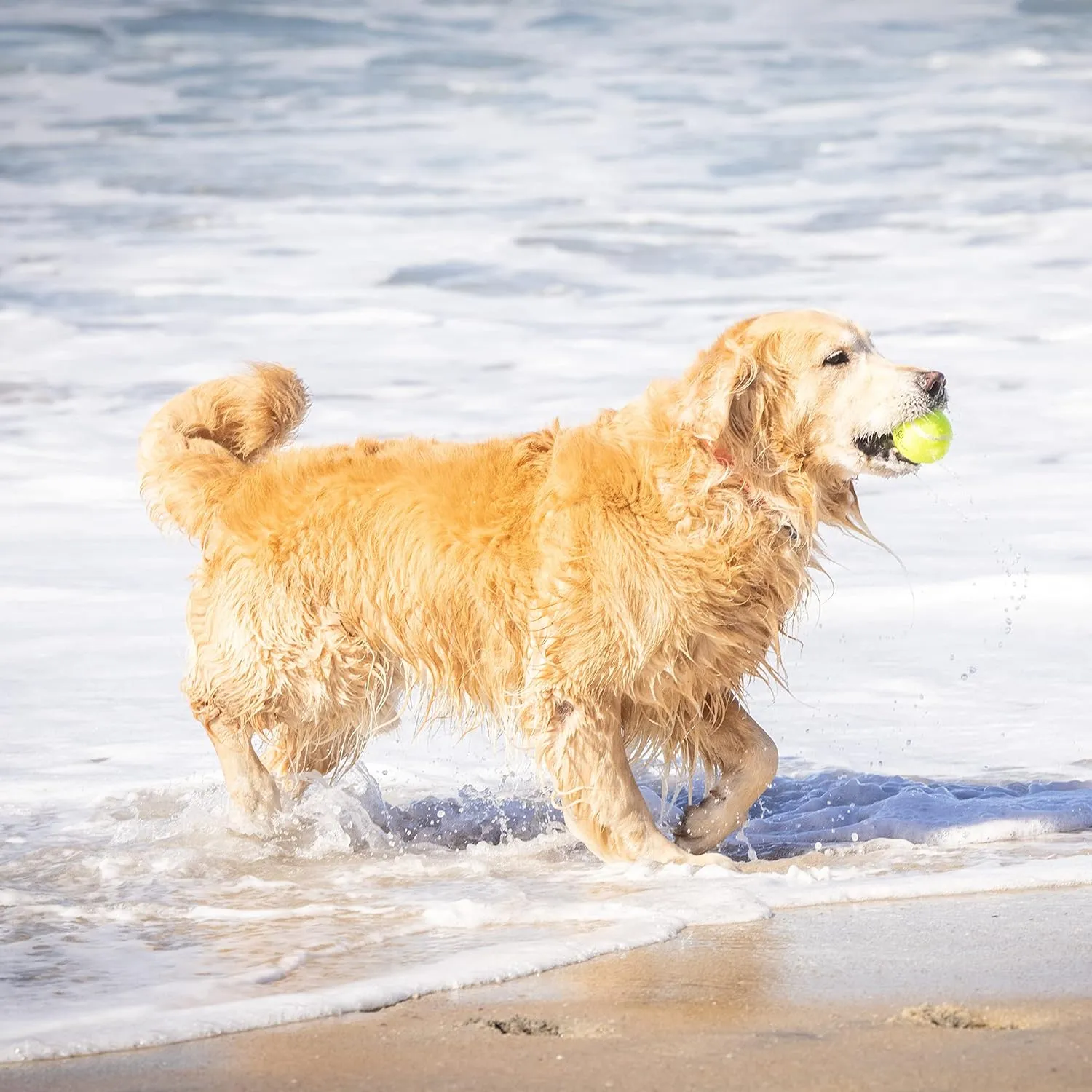 Hyper Pet Tennis Balls for Dogs - 12 Pack