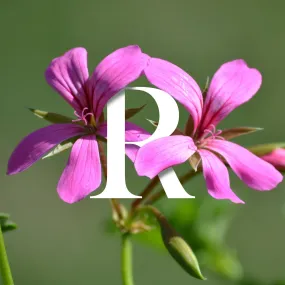 Rose Geranium Soap